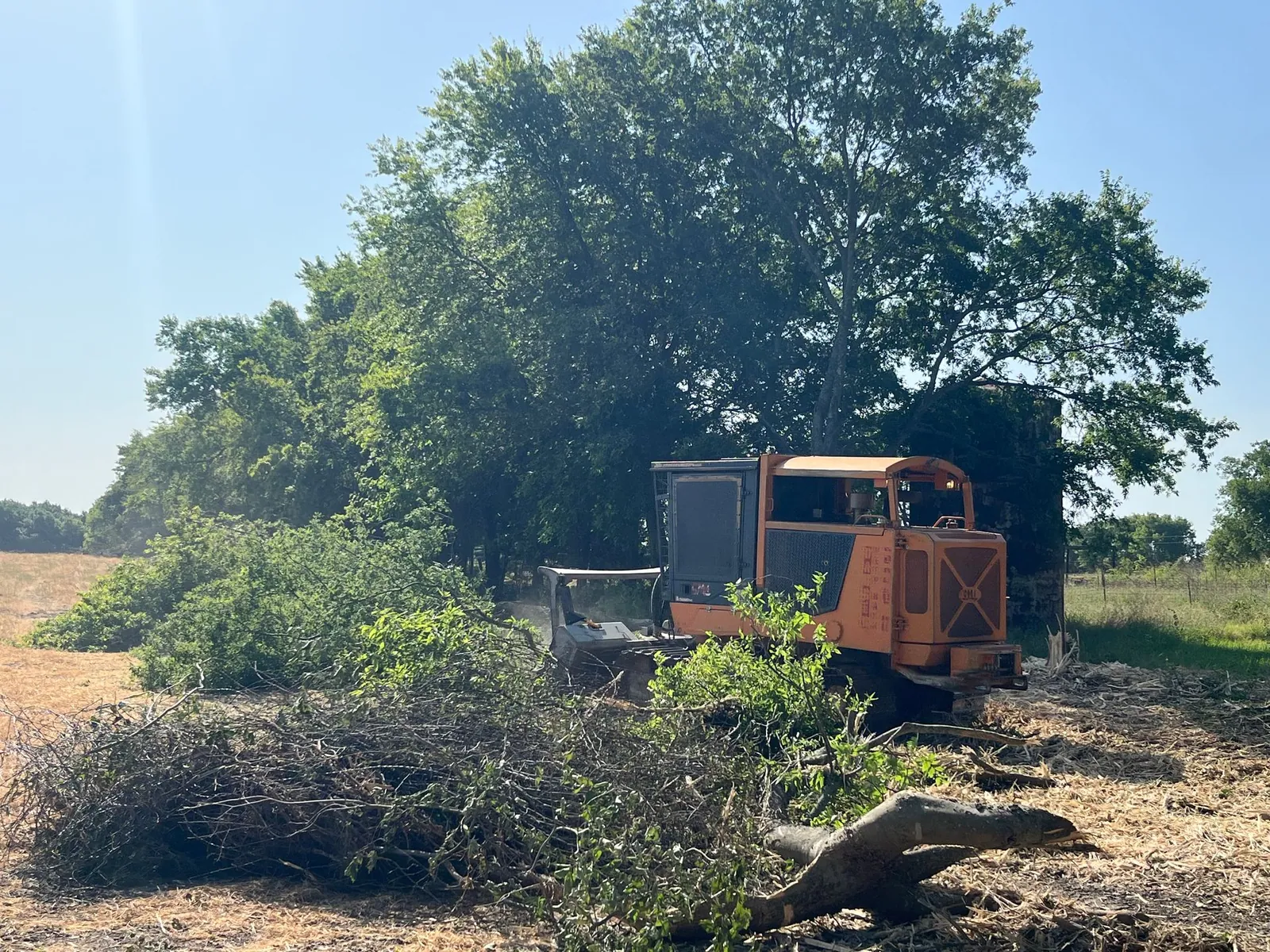 Tracked mulcher grinding standing brush, mulch thrown behind the head